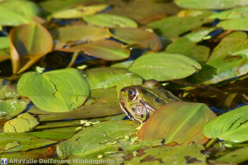 Pelophylax sp. (prov. Arezzo)